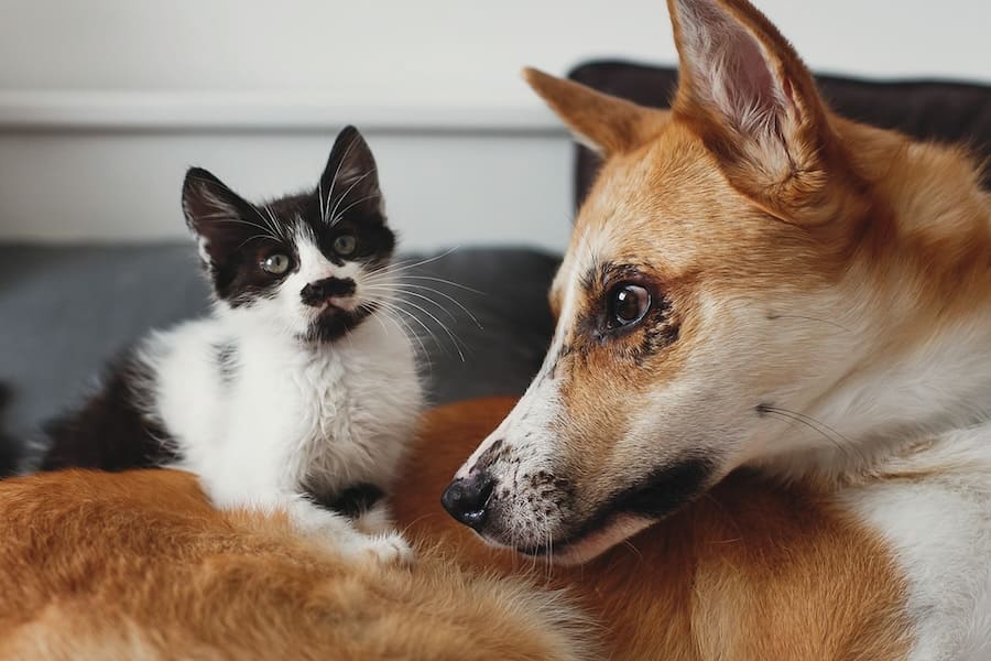 Hund und Katze aneinander gewöhnen