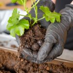 Bodenqualität für ein gesundes Pflanzenwachstum